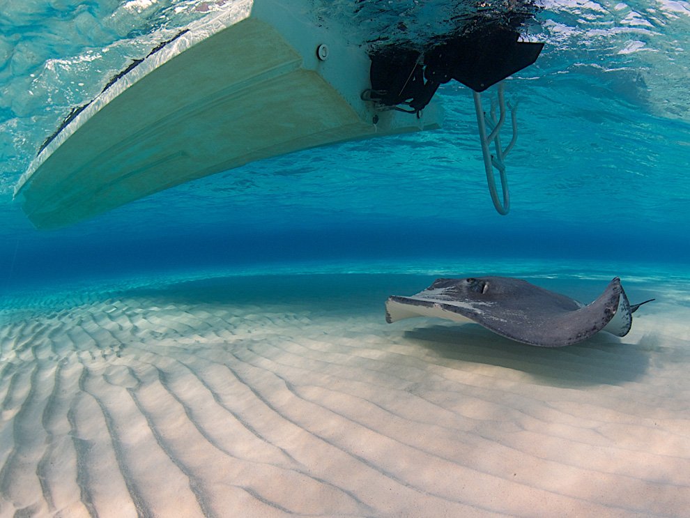 Скаты — водоплавающие бабочки