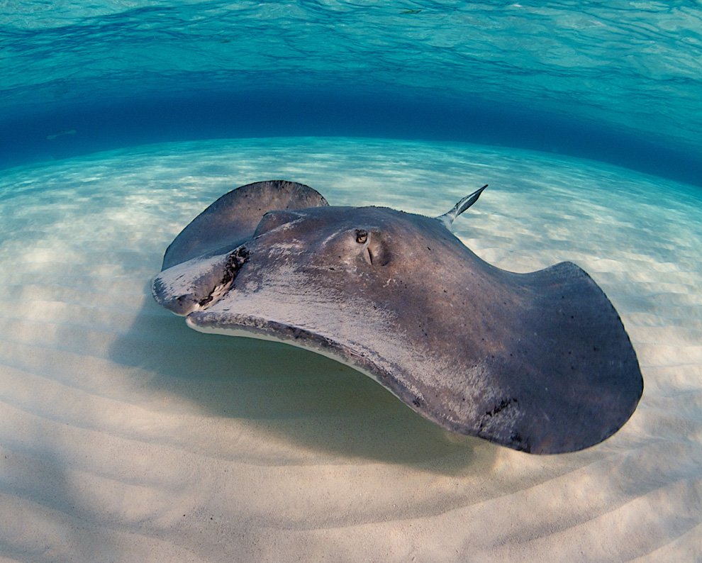 Скаты — водоплавающие бабочки