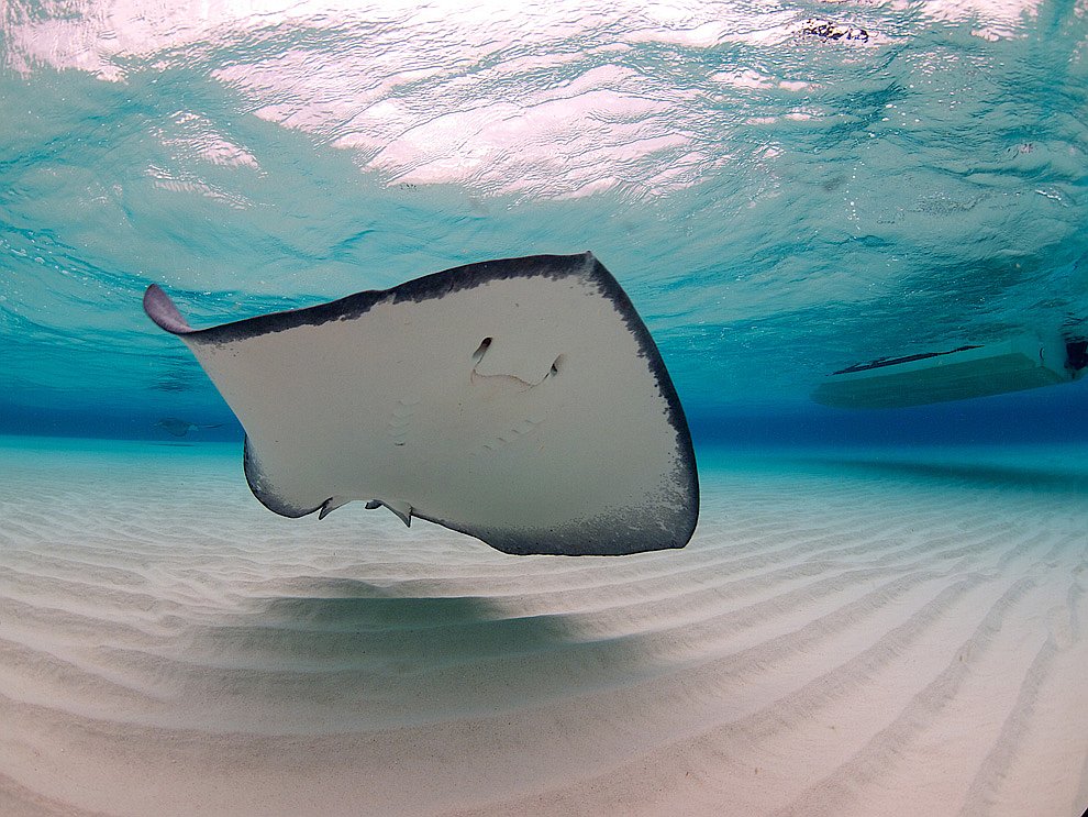 Скаты — водоплавающие бабочки