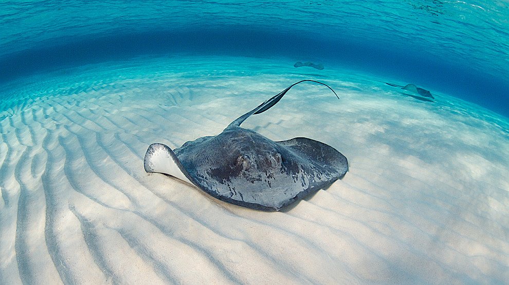 Скаты — водоплавающие бабочки