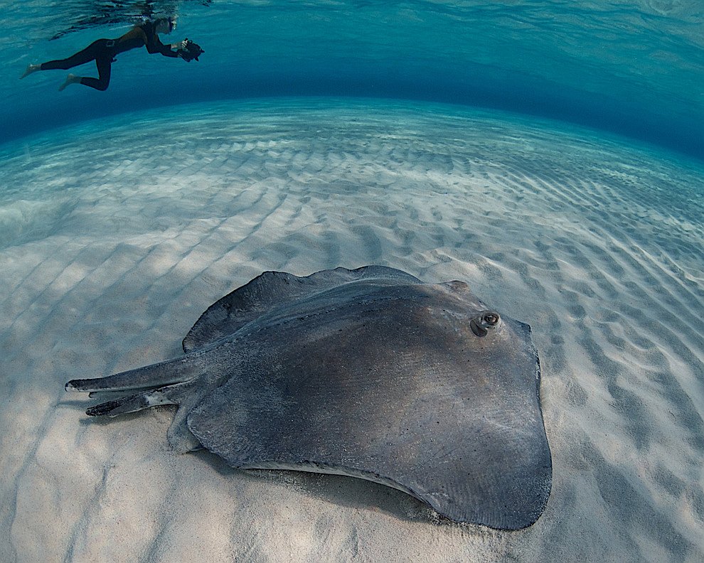 Скаты — водоплавающие бабочки