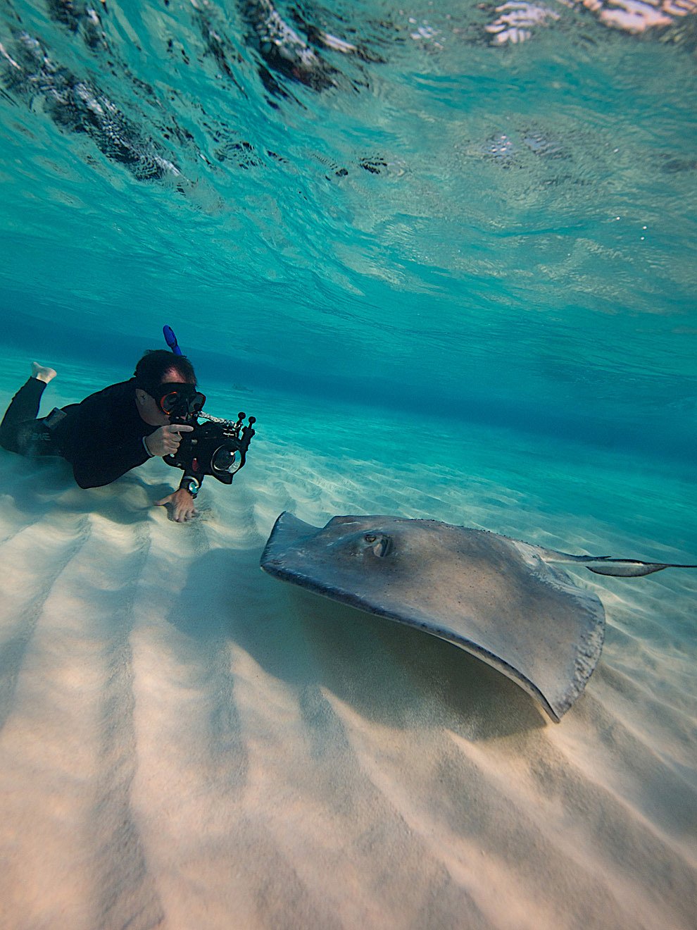 Скаты — водоплавающие бабочки
