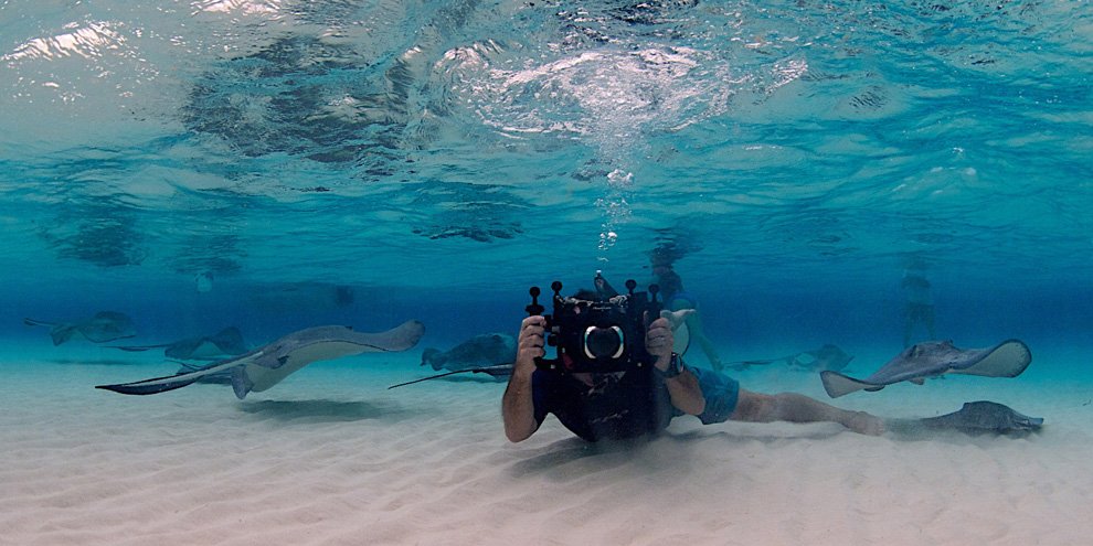 Скаты — водоплавающие бабочки