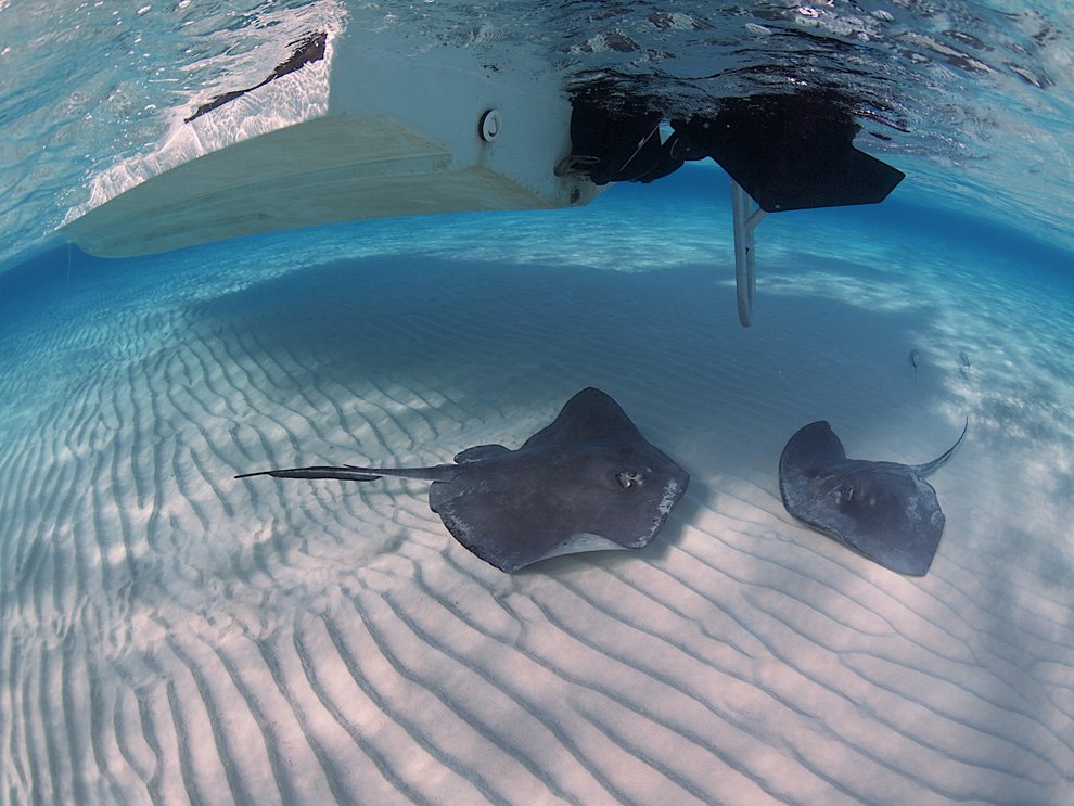 Скаты — водоплавающие бабочки