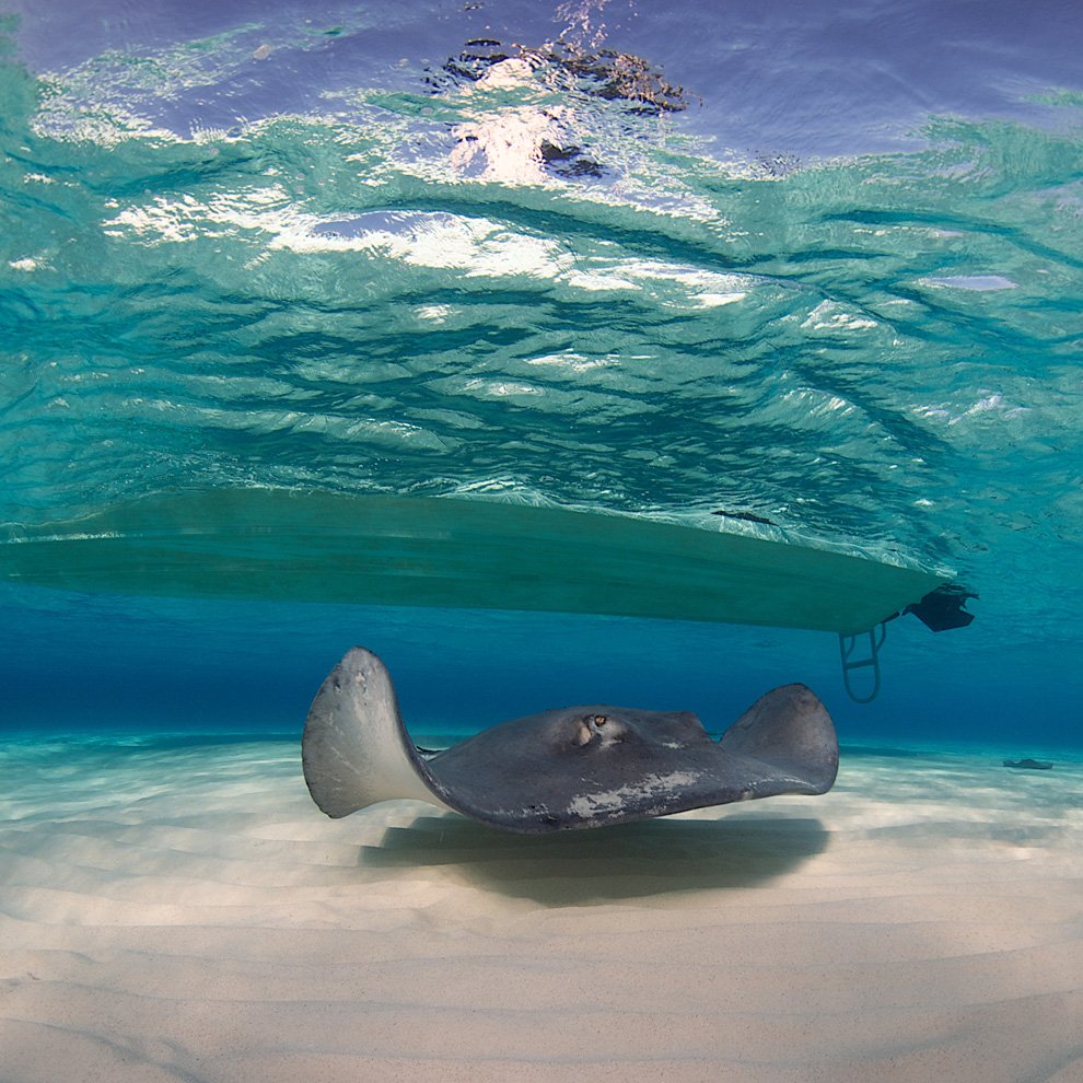 Скаты — водоплавающие бабочки