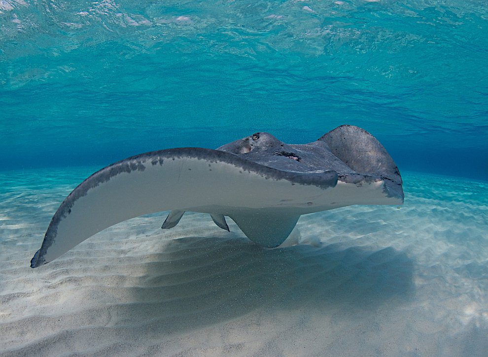 Скаты — водоплавающие бабочки