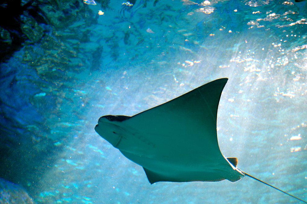 Скаты — водоплавающие бабочки