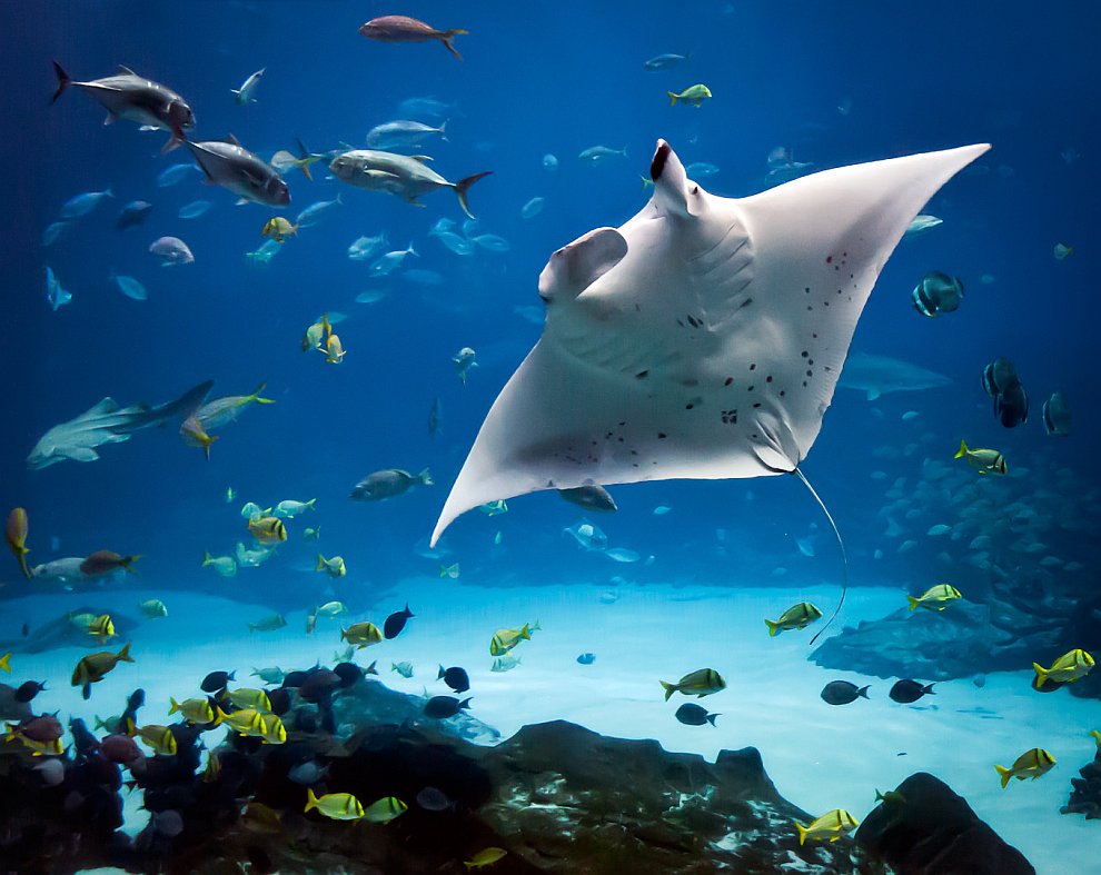 Скаты — водоплавающие бабочки