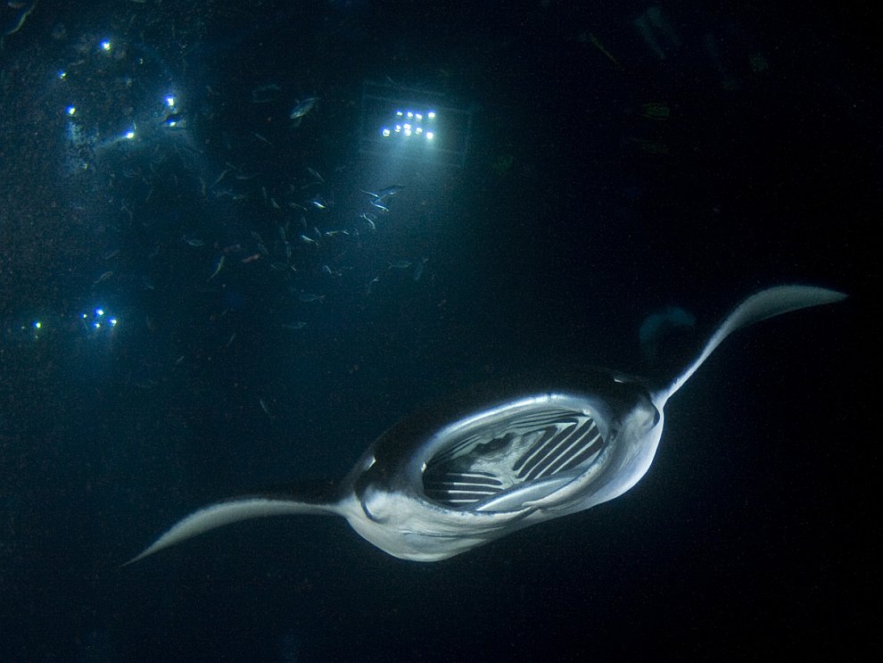 Скаты — водоплавающие бабочки