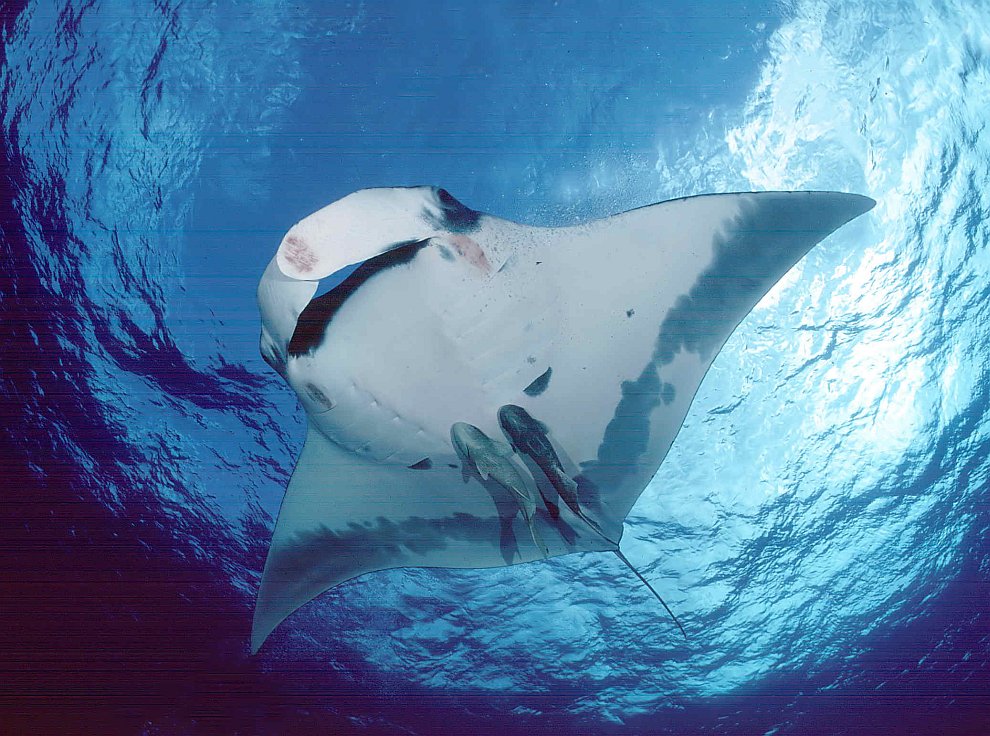 Скаты — водоплавающие бабочки