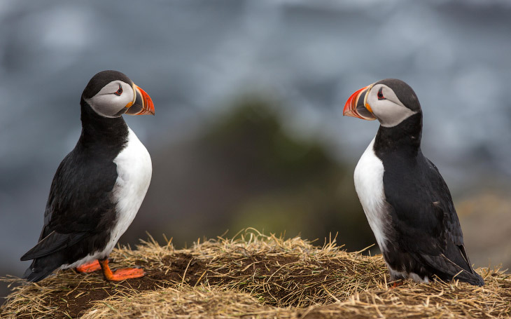 Перепись птиц на островах Фарн
