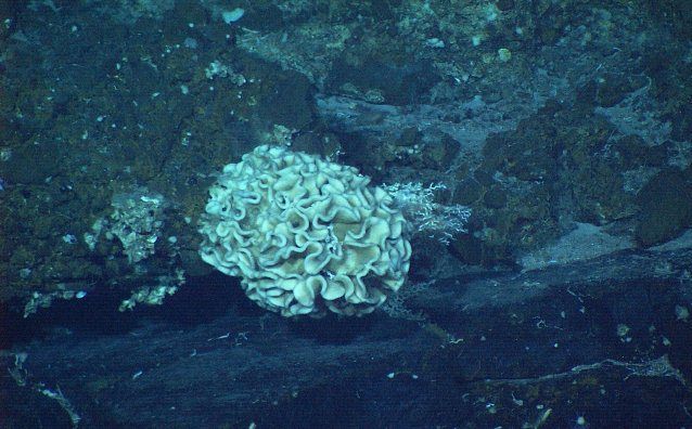 Самое глубокое место на Земле (12 фото)