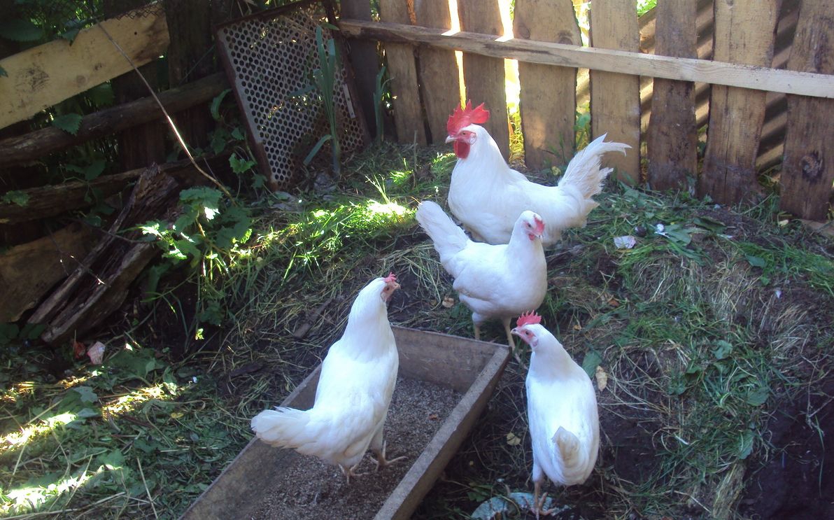 Позитив из деревни