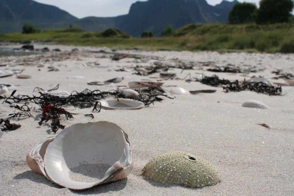 Лофотенские острова Норвегии