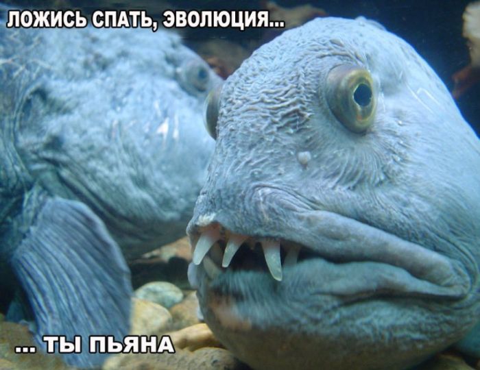 Прикольные картинки (60 фото)