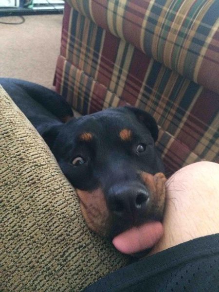 Прикольные картинки (60 фото)