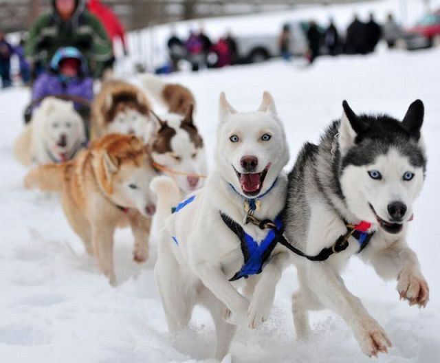 Прикольные картинки (60 фото)