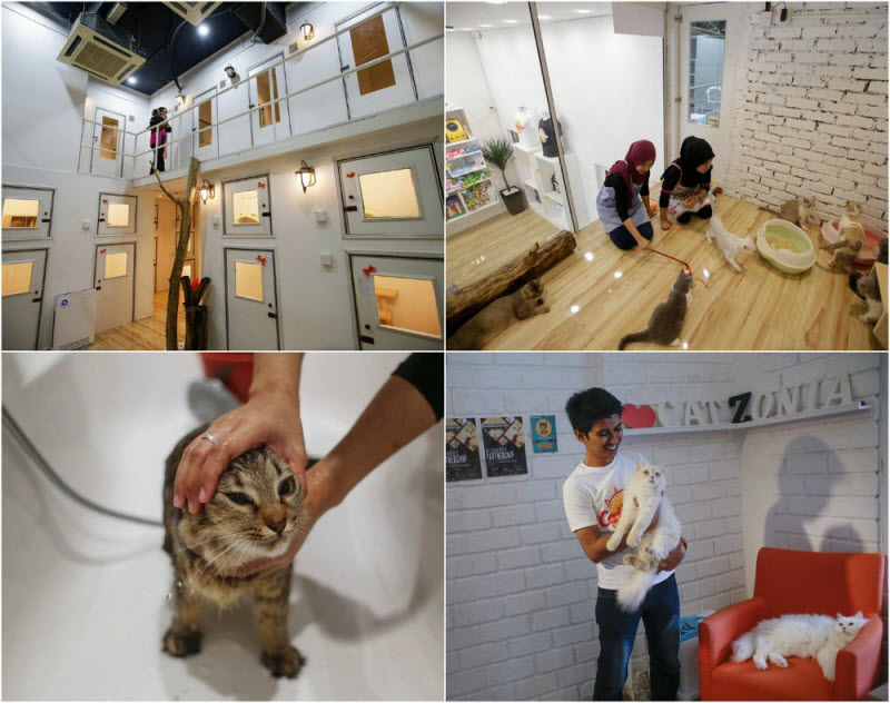 Первый в мире 5-звездочный отель для котов