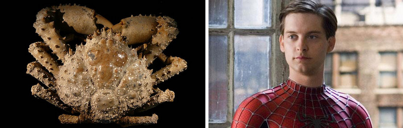 13 животных с именами знаменитостей, о существовании которых вы даже не догадывались