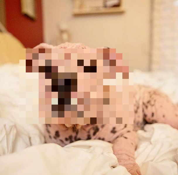 Любовь превратила маленького лысого бульдога в шикарного лохмача