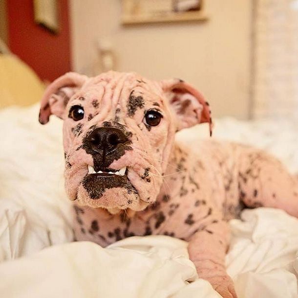 Любовь превратила маленького лысого бульдога в шикарного лохмача