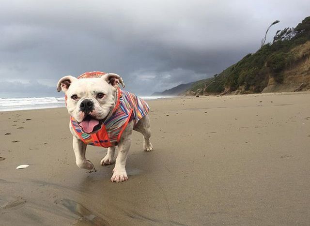 Любовь превратила маленького лысого бульдога в шикарного лохмача