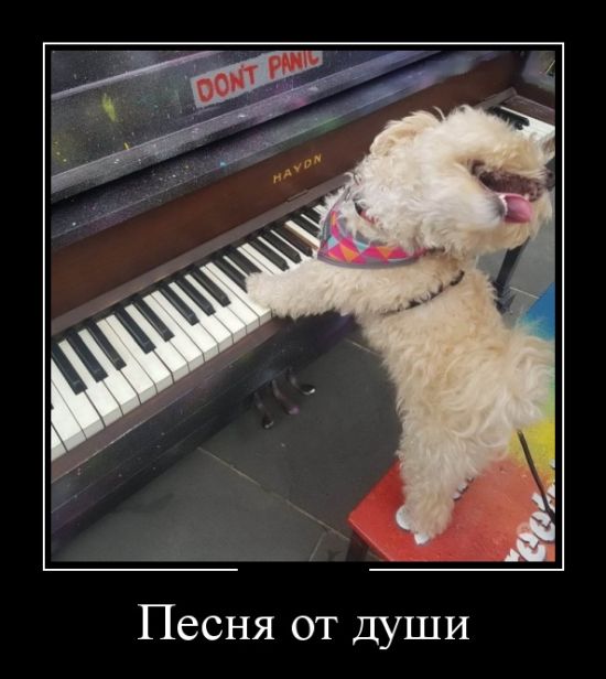 Демотиваторы