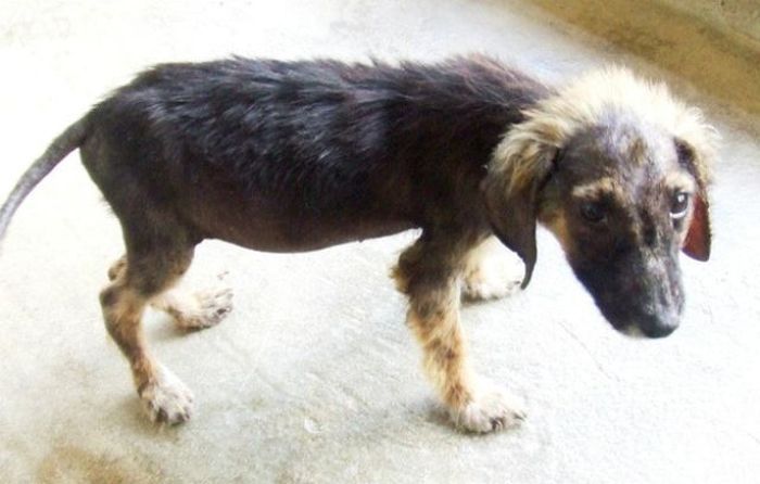 Спасенные собаки