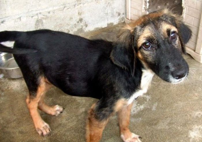 Спасенные собаки