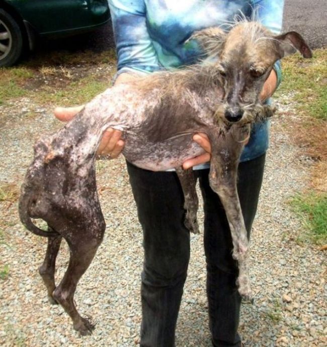 Спасенные собаки