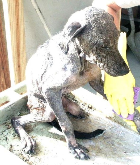 Спасенные собаки