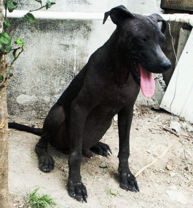 Спасенные собаки