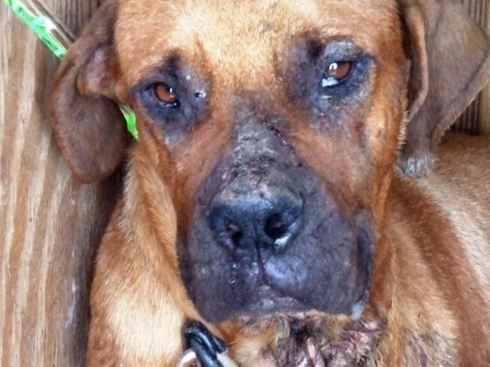 Спасенные собаки