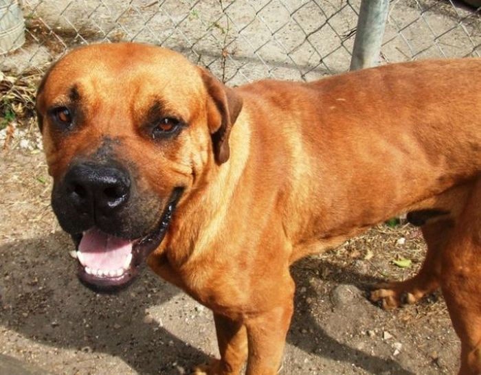 Спасенные собаки