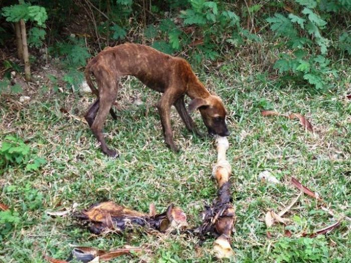 Спасенные собаки