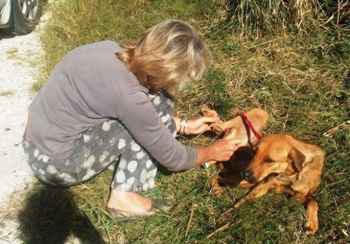 Спасенные собаки