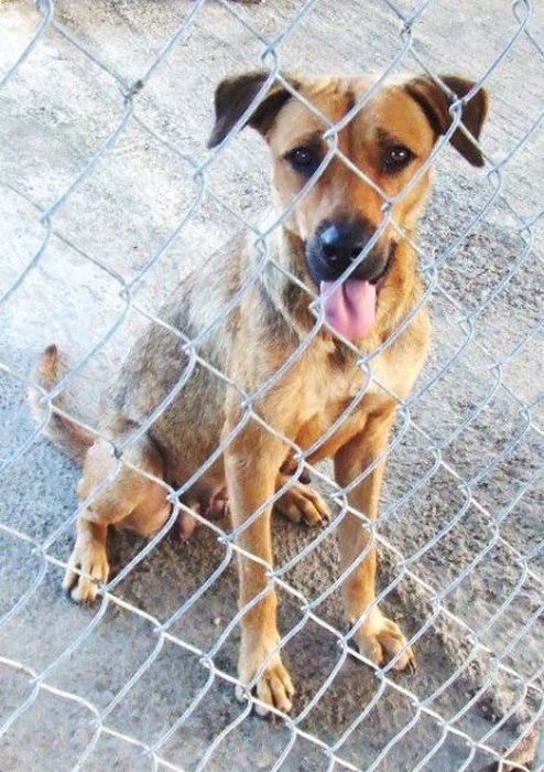 Спасенные собаки