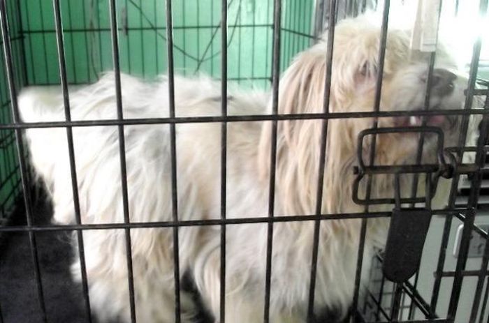 Спасенные собаки