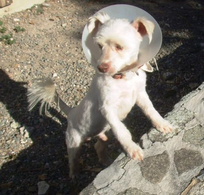 Спасенные собаки