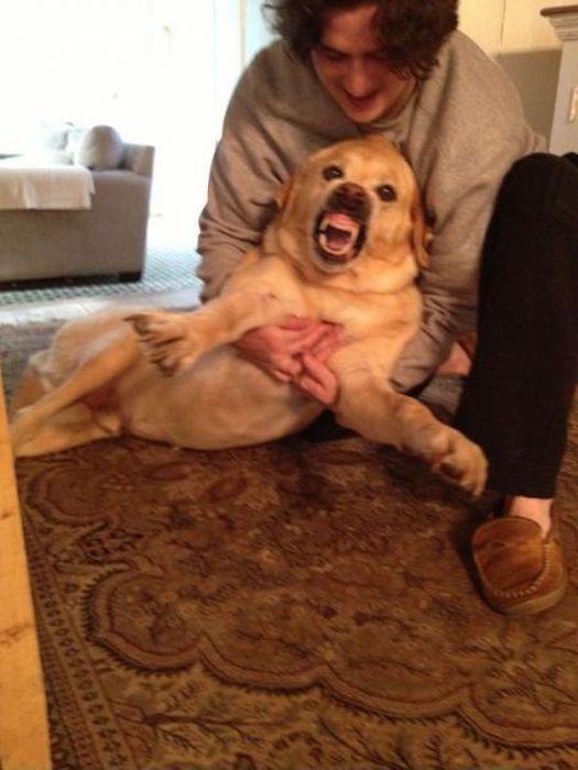 Прикольные картинки