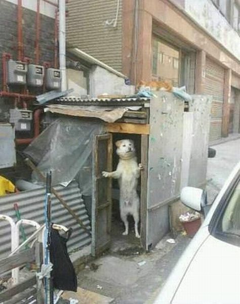 Прикольные картинки