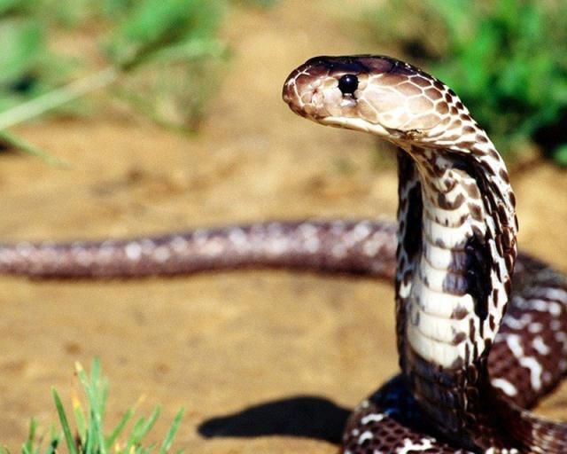 Самые ядовитые животные на Земле