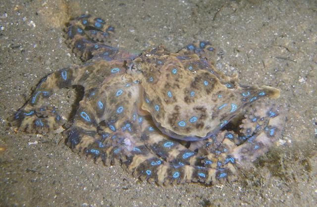 Самые ядовитые животные на Земле