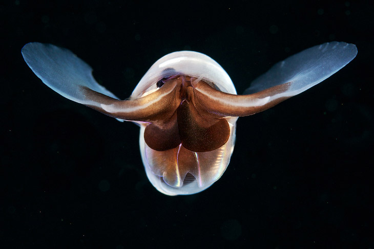 Монстр из глубин Мирового океана