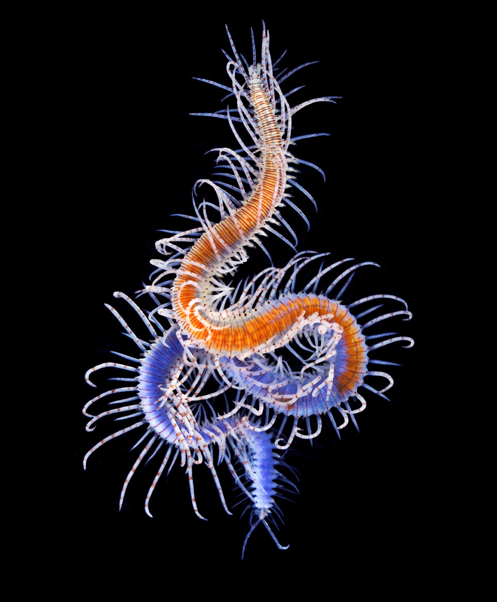 Монстр из глубин Мирового океана