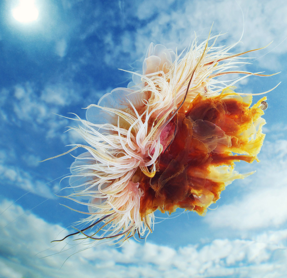 Монстр из глубин Мирового океана