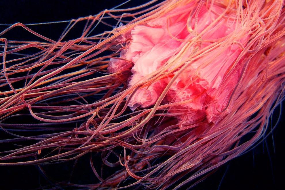 Монстр из глубин Мирового океана