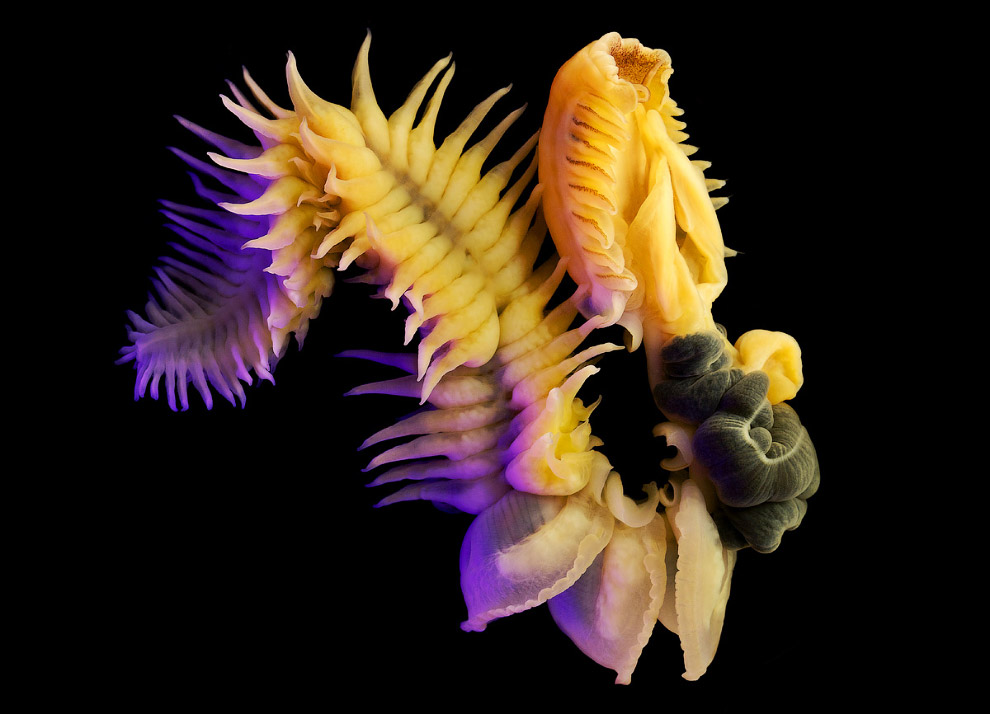 Монстр из глубин Мирового океана