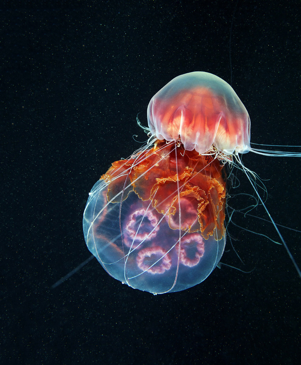 Монстр из глубин Мирового океана