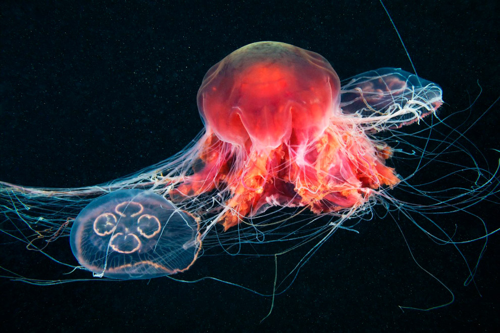 Монстр из глубин Мирового океана